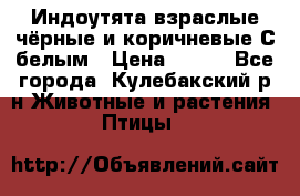 Индоутята взраслые чёрные и коричневые С белым › Цена ­ 450 - Все города, Кулебакский р-н Животные и растения » Птицы   